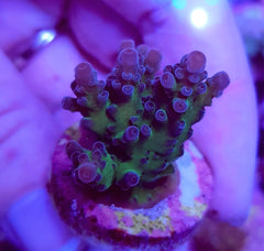 Acropora spp. (Ultra) (frag)
