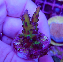 Acropora spp. (Ultra) (frag)