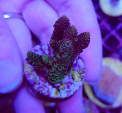 Acropora spp. (Ultra) (frag)