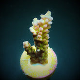 Acropora spp. (Ultra) (frag)