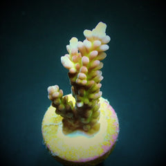 Acropora spp. (Ultra) (frag)