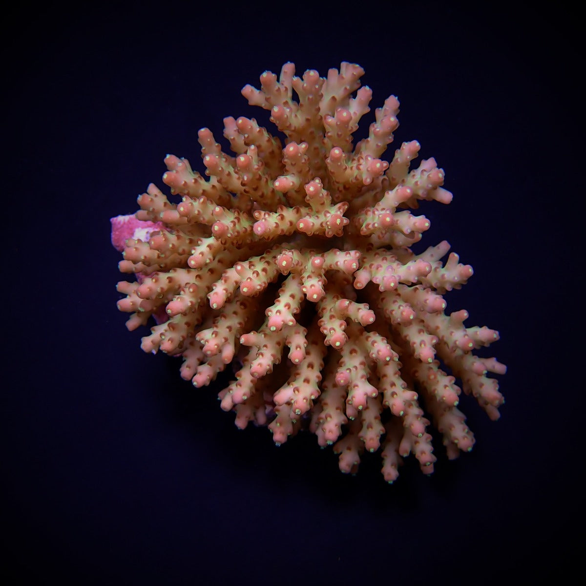 Acropora subulata