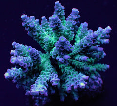Acropora tenuis (Grade A)