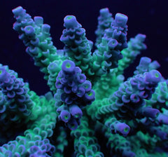 Acropora tenuis (Grade A)