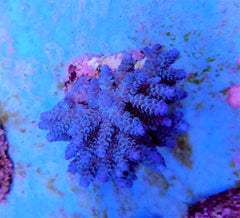 Acropora tenuis (Blueish)