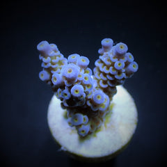 Acropora tenuis (Blueish) (frag)