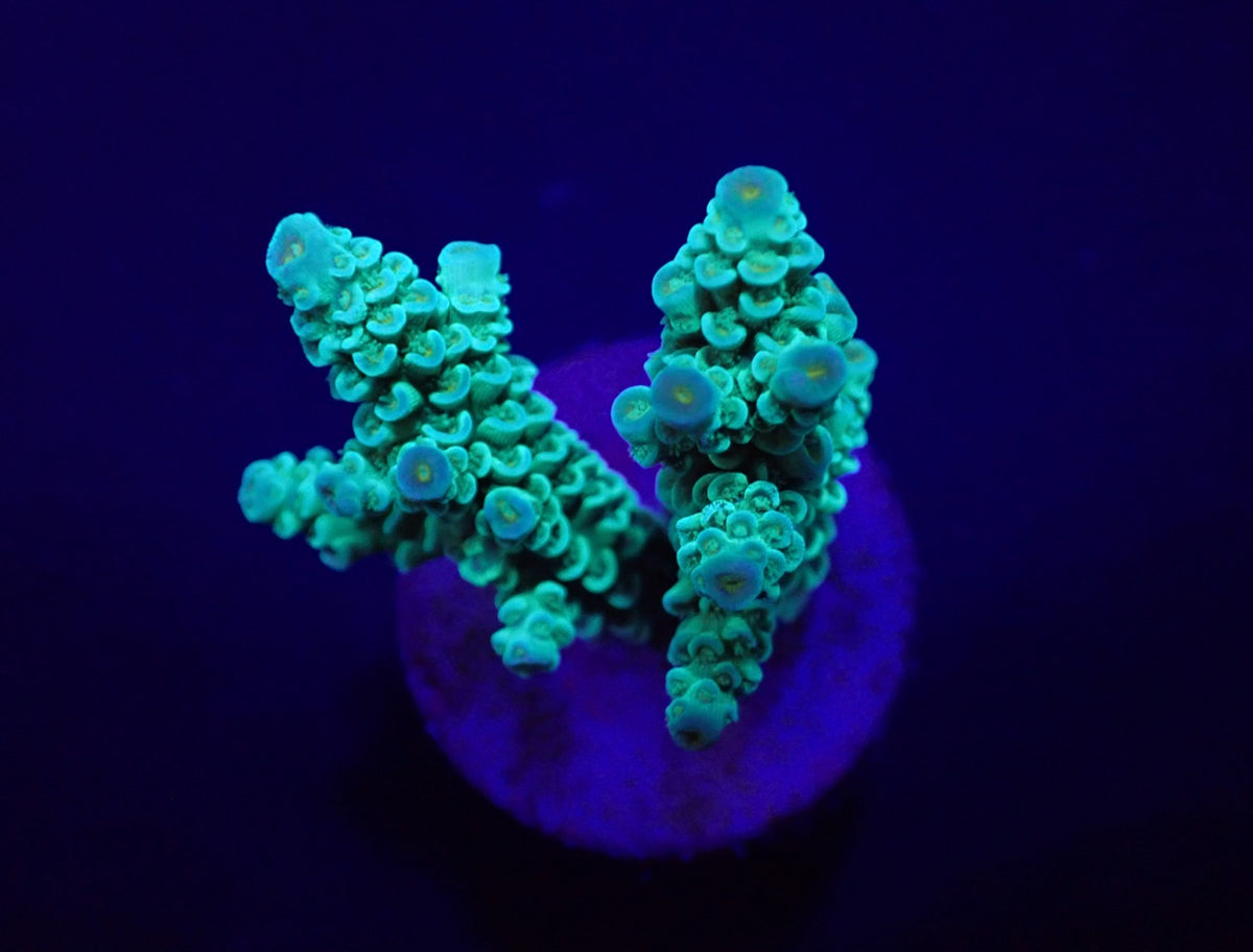 Acropora tenuis (Greenish) (frag)