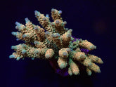 Acropora tenuis (Rainbow-Homewrecker)