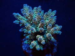Acropora tenuis (Rainbow-Homewrecker)