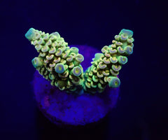 Acropora tenuis (Rainbow) (frag)