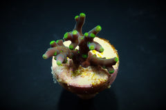 Acropora turaki (frag)