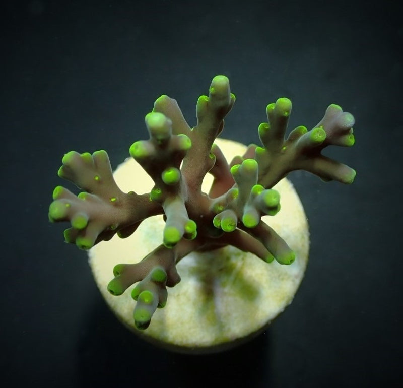 Acropora turaki (frag)