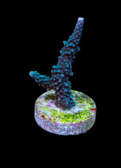 Acropora yongei (frag)