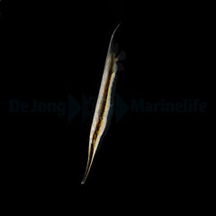 Aeoliscus strigatus - DJM Bred