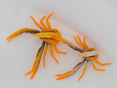 Allogalathea elegans (Premium color)
