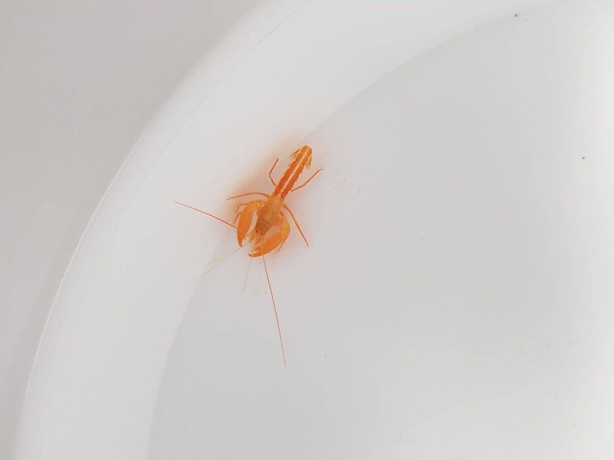 Alpheus floridanus