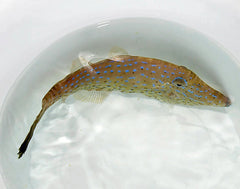 Aluterus scriptus