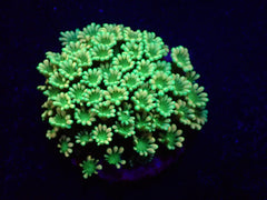 Alveopora spp. (Premium) (frag)