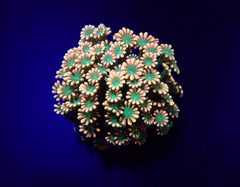 Alveopora spp. (Ultra) (frag)