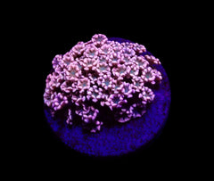 Alveopora spp. (Ultra) (frag)