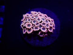Alveopora spp. (Ultra) (frag)