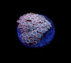 Alveopora spp. (Ultra) (frag)