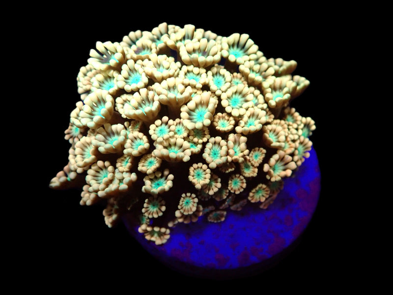 Alveopora sp. (Ultra) o 270