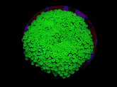 Alveopora spongiosa (Green) (frag)