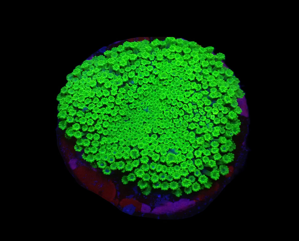 Alveopora spongiosa (Green) (frag)