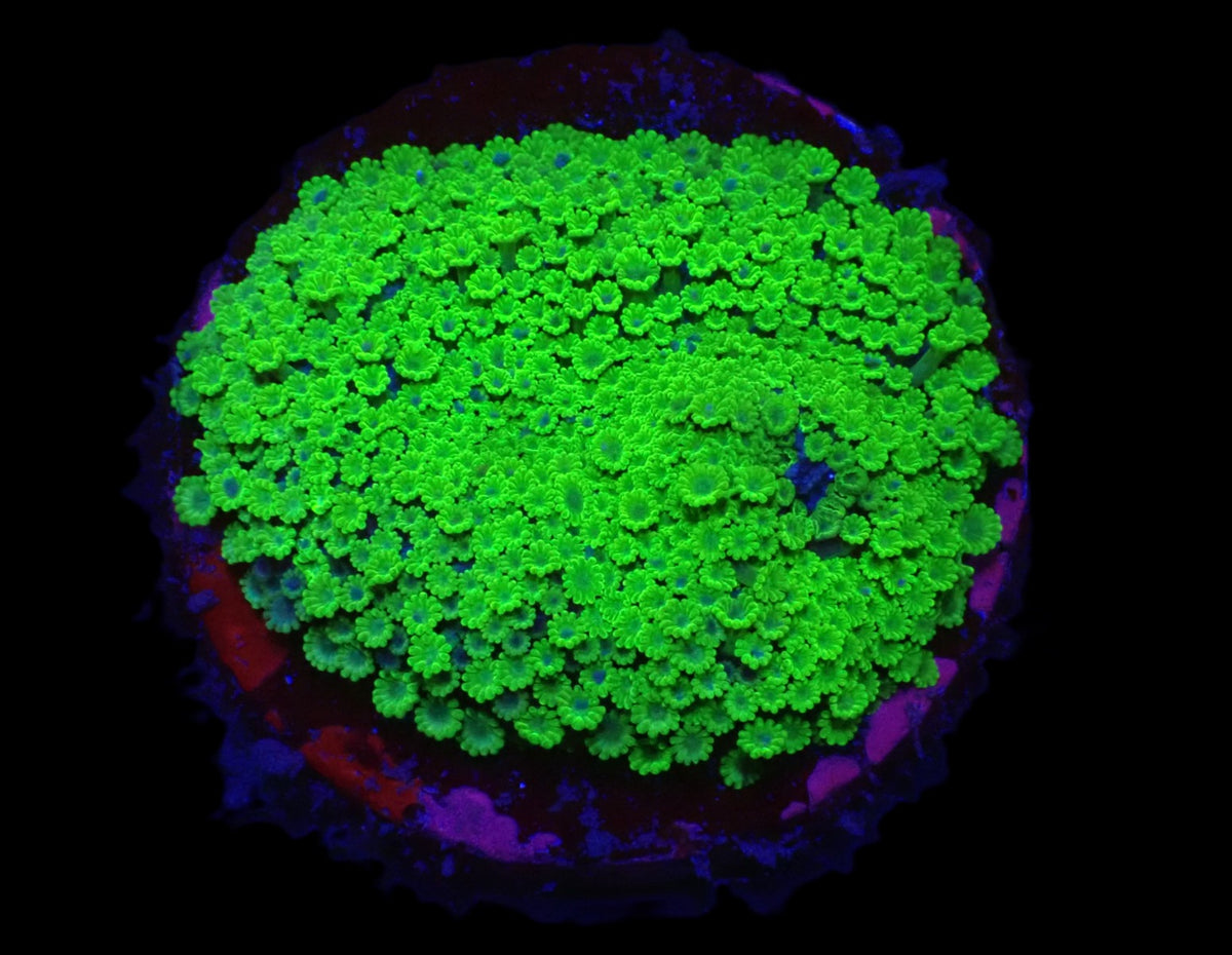 Alveopora spongiosa (Green) (frag)