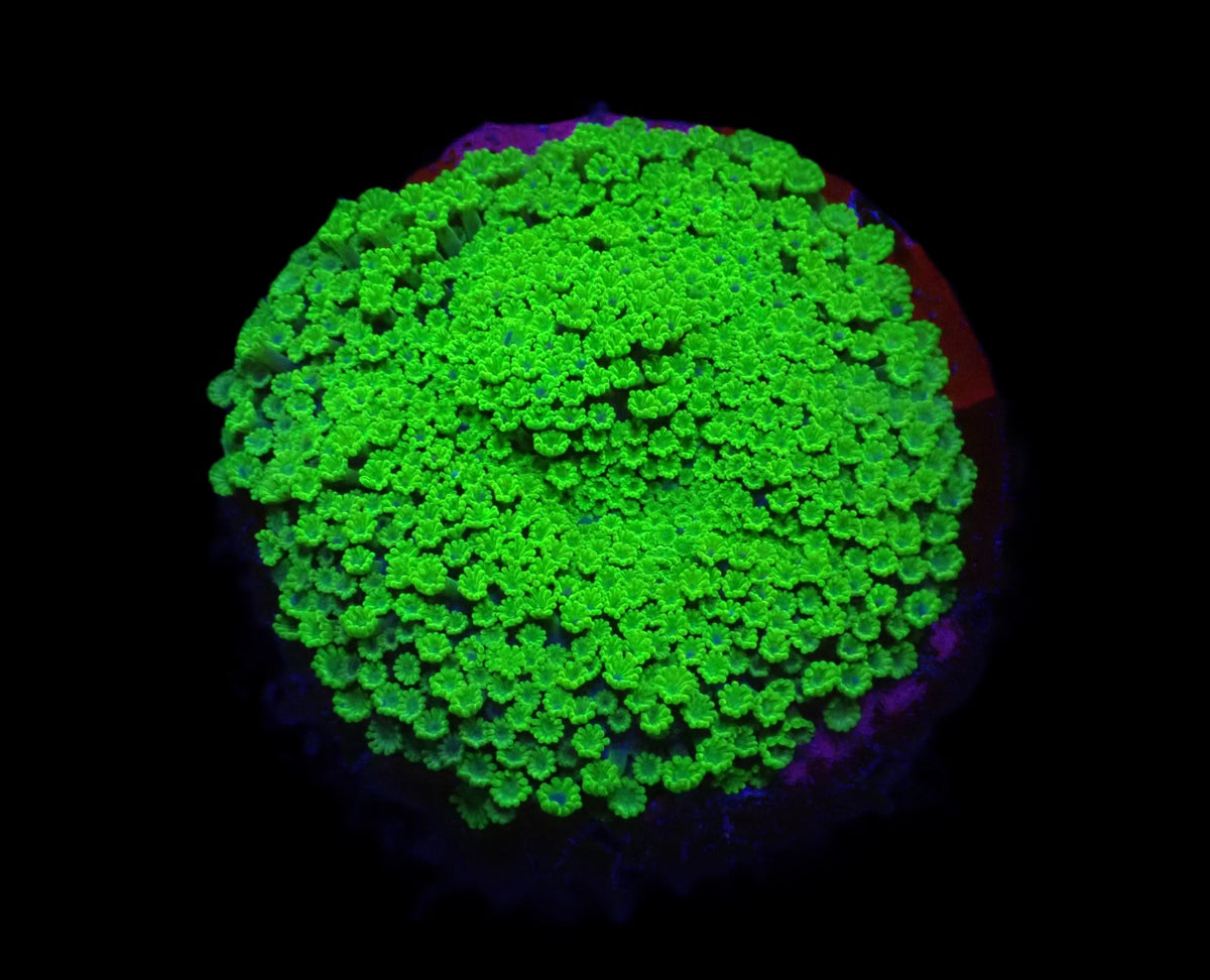 Alveopora spongiosa (Green) (frag)