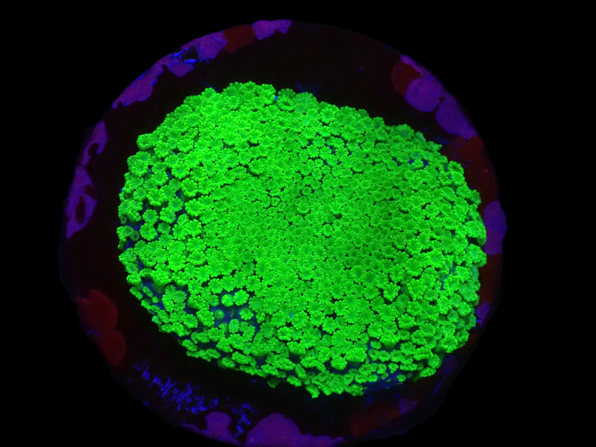 Alveopora spongiosa (Green) (frag)