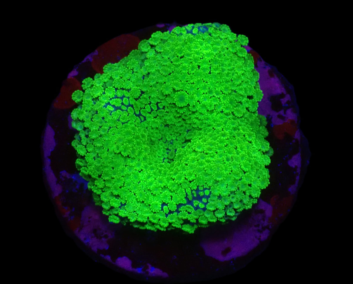 Alveopora spongiosa (Green) (frag)