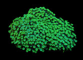 Alveopora spongiosa (Green)