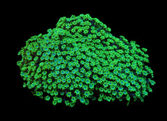 Alveopora spongiosa (Green)