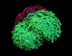 Alveopora spongiosa (Green)