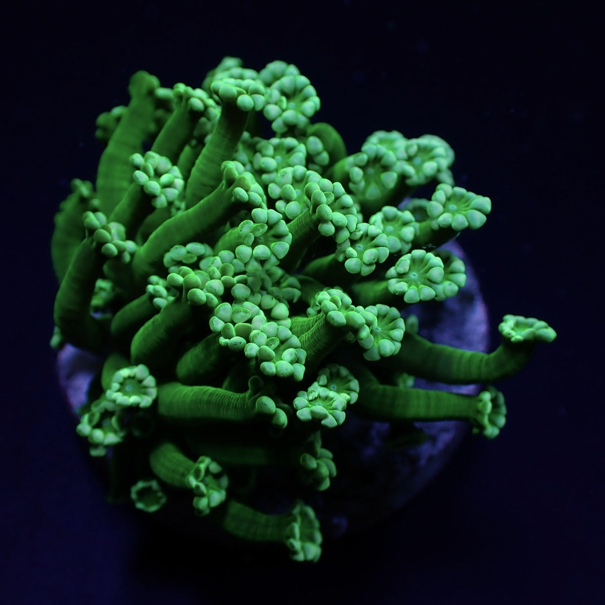 Alveopora spp. (Green)