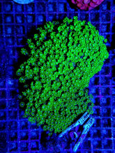 Alveopora spp. (Green)