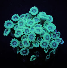 Alveopora spp. (Premium) (frag)