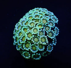 Alveopora spp. (Premium) (frag)