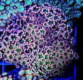 Alveopora spp. (Ultra)