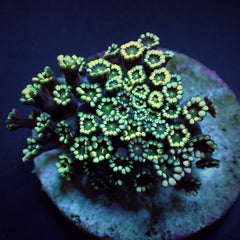 Alveopora spp. (Ultra) (frag)