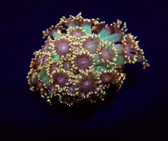 Goniopora spp. (Amazeballs) (frag)