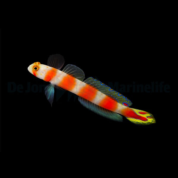 Amblyeleotris aurora