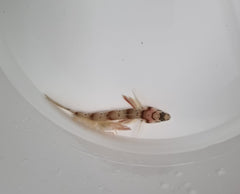 Amblyeleotris diagonalis + Alpheus spp.