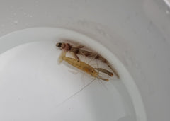 Amblyeleotris diagonalis + Alpheus spp.