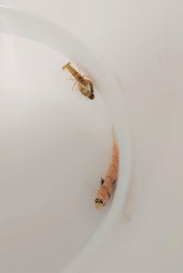 Amblyeleotris guttata + Alpheus spp.