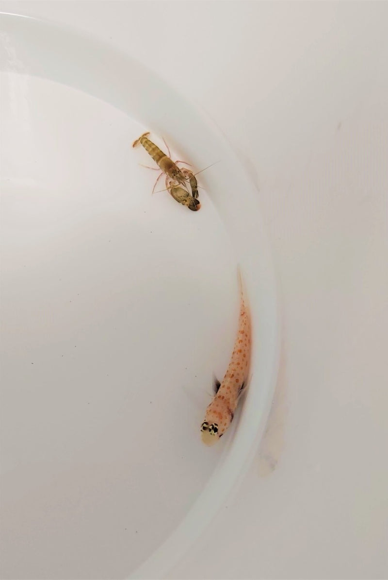Amblyeleotris guttata + Alpheus spp.