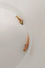 Amblyeleotris guttata + Alpheus spp.