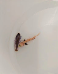Amblyeleotris guttata + Alpheus spp.